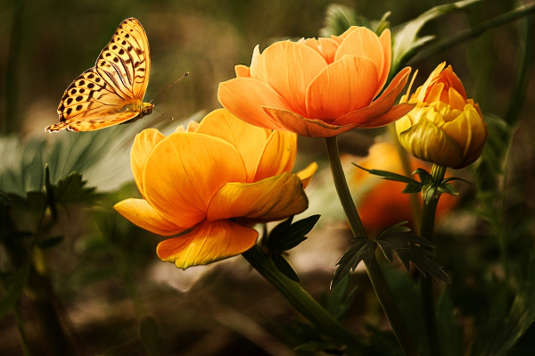 Papillon et fleurs